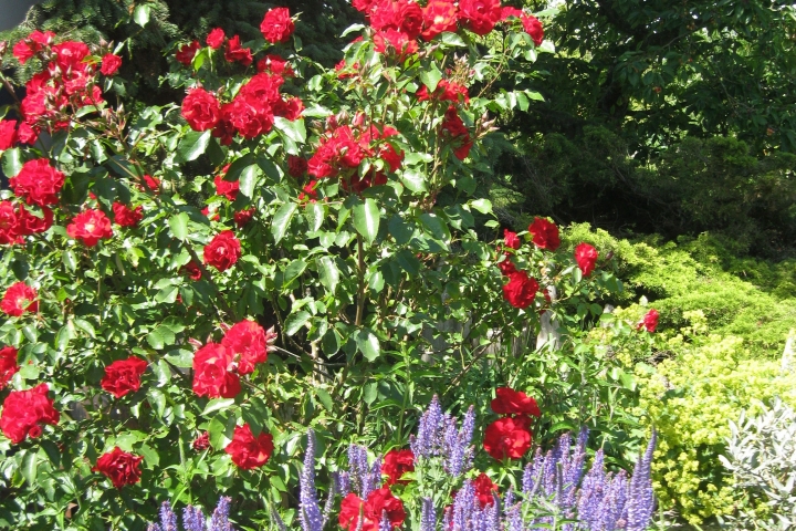 Blumen im Garten2