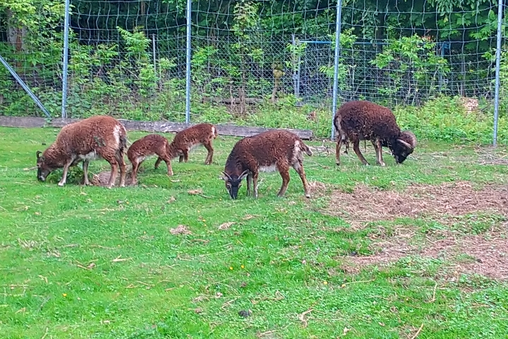 unsere Wildschafe (Soay-Schafe)