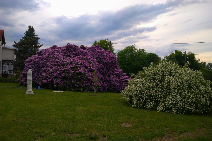 unser Rhododendron im Garten