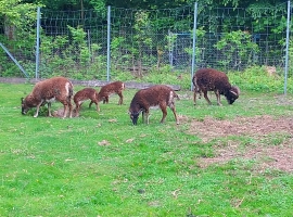 unsere Wildschafe (Soay-Schafe)