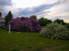 unser Rhododendron im Garten