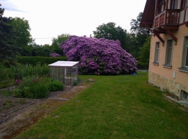 im Garten