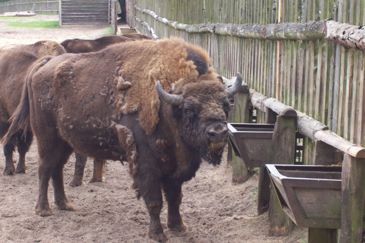 Wisentreservat Damerower Werder