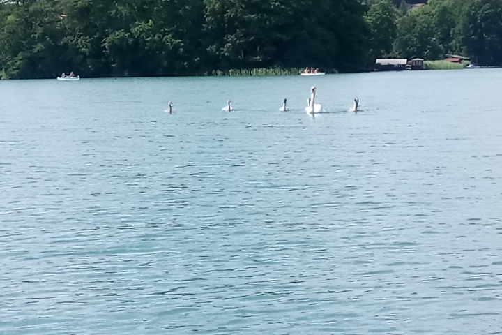 Feldberg Haussee, Baden und verschiedene Bootstouren möglich 