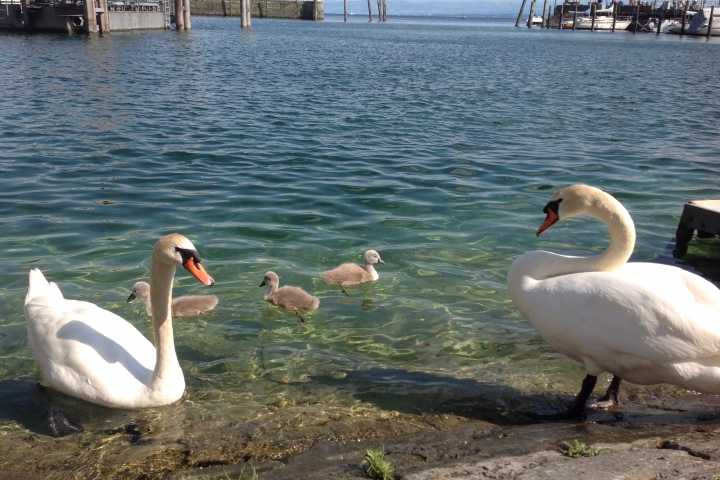 Urlaubsimpressionen von Meersburg