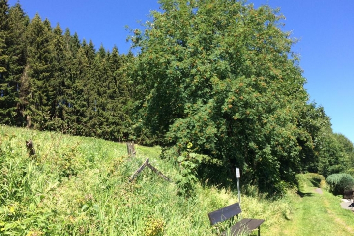 Wanderwege beginnen direkt hinterm Haus am Waldrand