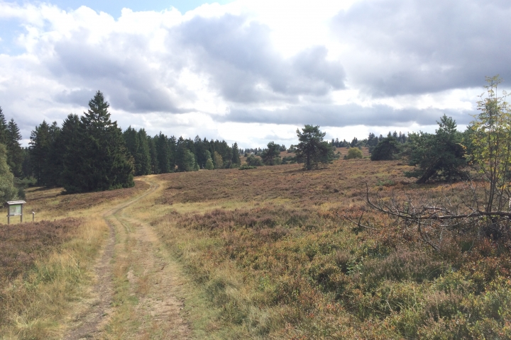 Wanderparadies auf der Hochheide zwischen Niedersfeld und Willingen