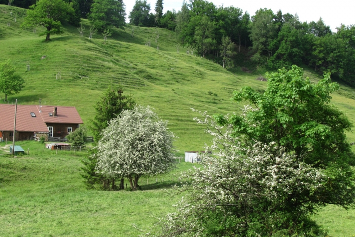 Stadtalpe