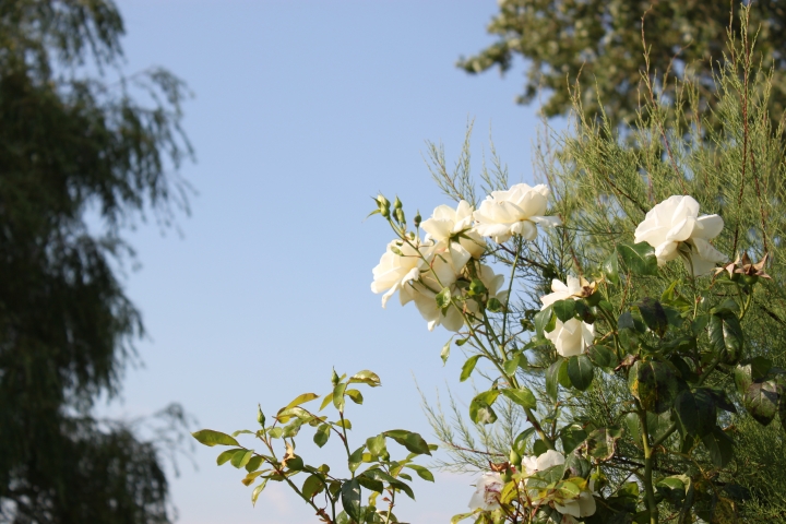 Rosenanlage