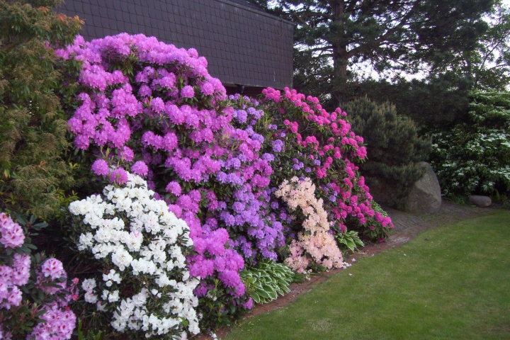50 verschiedene Rhrododendren