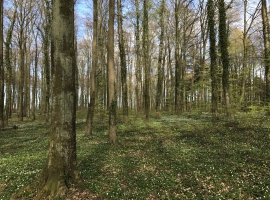 Foto 21