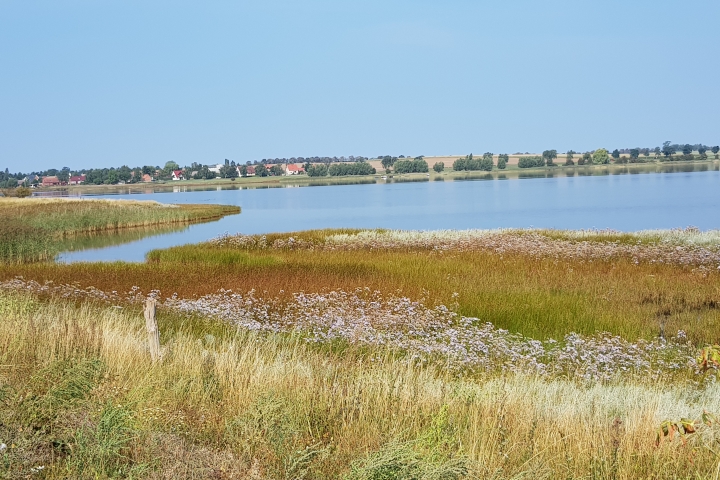 Salzwiesen