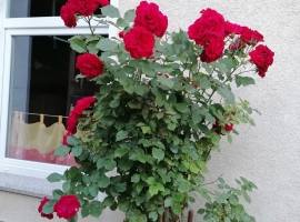 Foto 9
