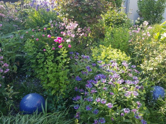 Romantischer Staudengarten