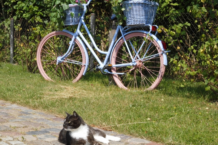 Garten in Qualzow mit Bruno