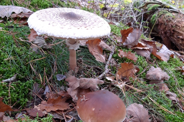 Pilze sammeln