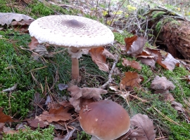 Foto 17