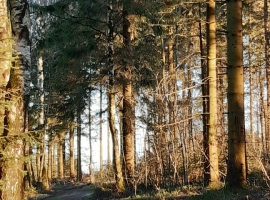 Foto 22