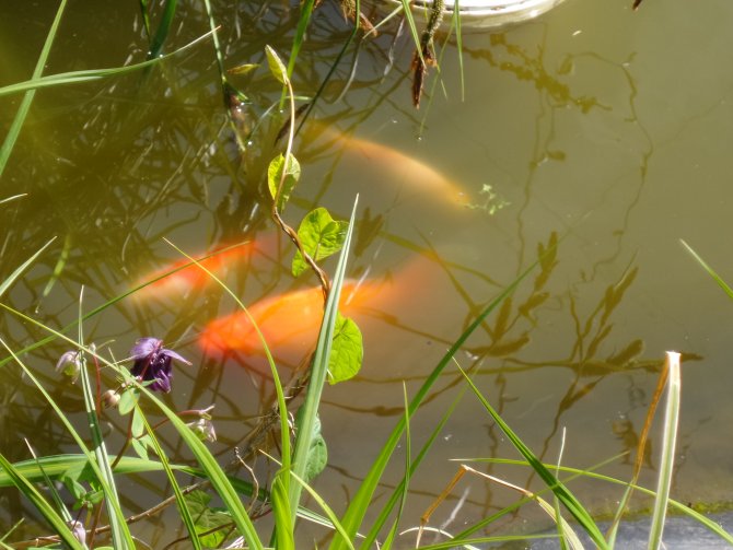 Fische aus Gold