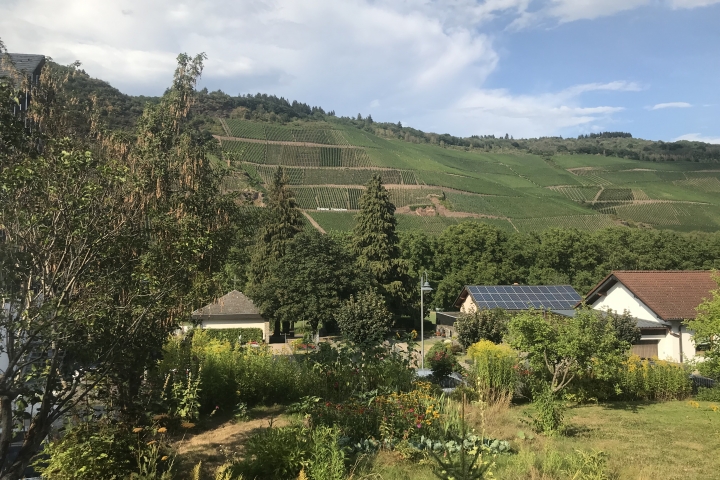 Ferienwohnung Winzerhaus Barzen Erden | Blick vom Grillplatz des Hauses auf die Weinlage Erdener Treppchen