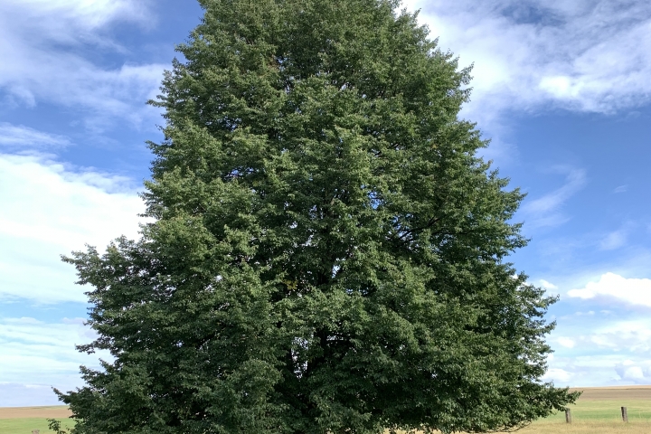 Die Linde - Zeichen für Frieden, Treue und Gerechtigkeit - auf der Wiese hinter dem Haus