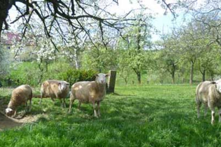 ...tierische Mitbewohner (Ansicht 1)