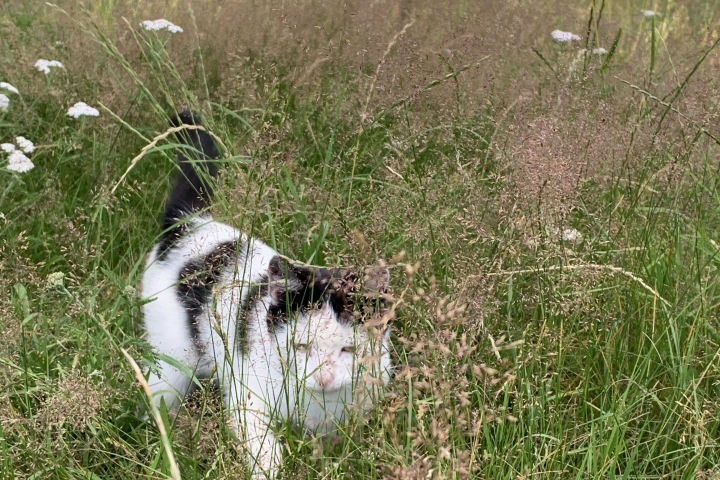 ...tierische Mitbewohner (Ansicht 2)