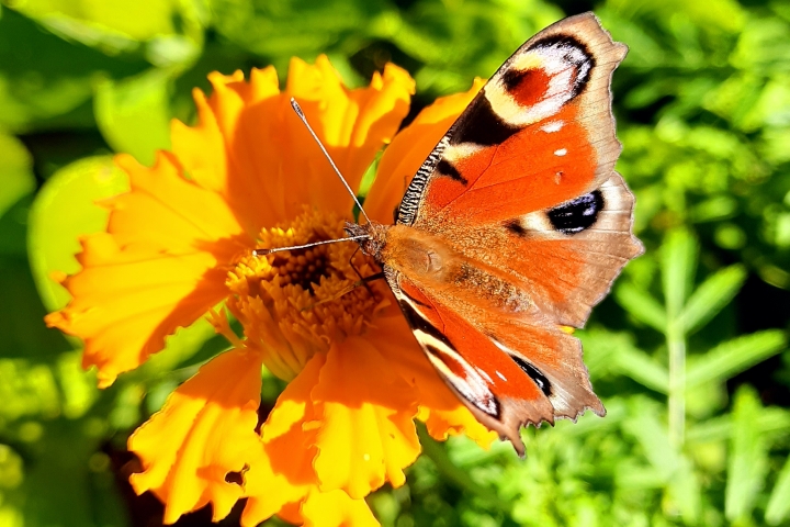 Besuch im Garten