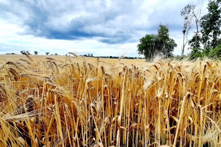 Sommer im Oderbruch