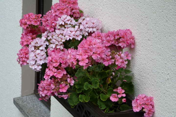 Blumen in der Sitzecke