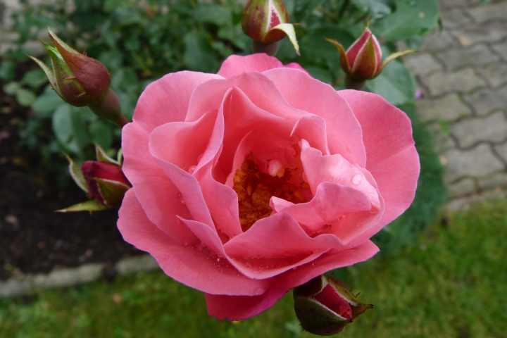 Blumen in der Sitzecke
