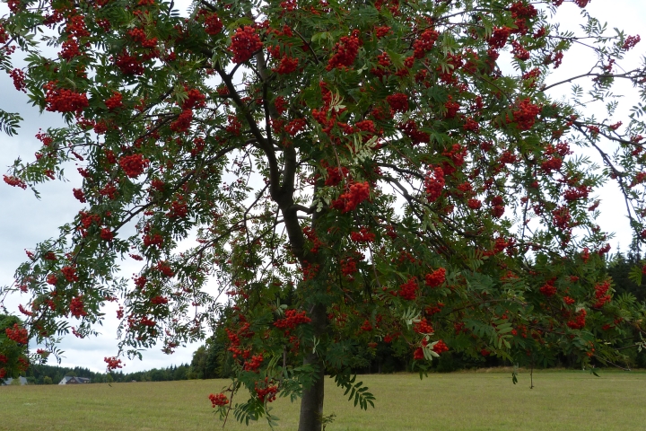 Ein Vogelbeerbaum in Oberholzhau