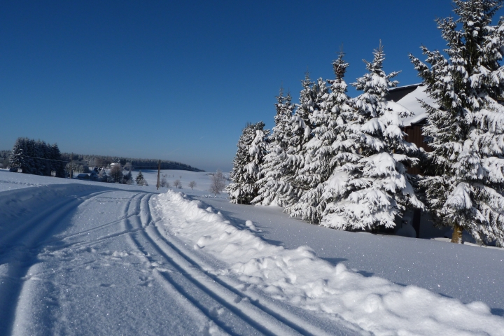 Winterwald mit Loipen