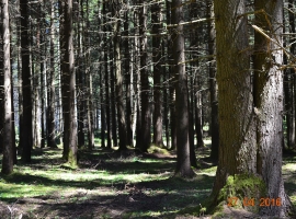 Waldspaziergang um das Feriendorf