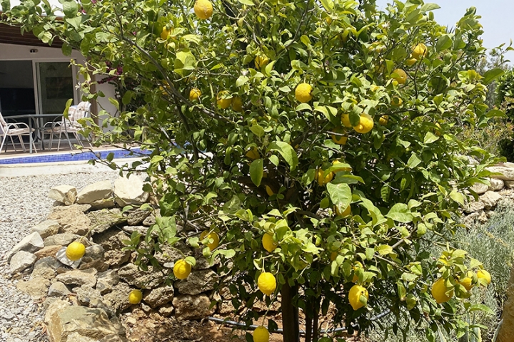 Zitronenbaum