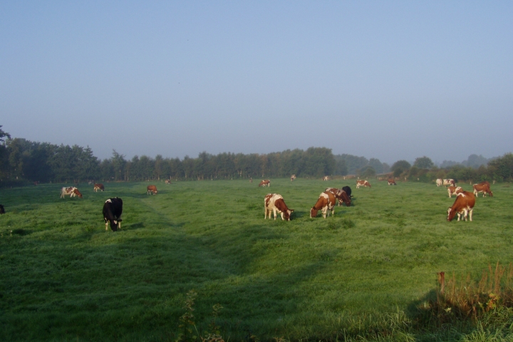 Blick über die Wiesen