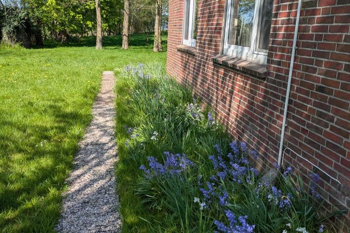 Hasenpfötchen in der Blüte 