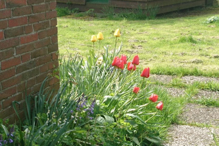 blühende Tulpen am Haus