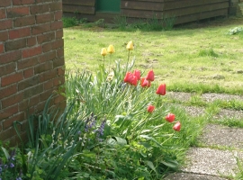 blühende Tulpen am Haus