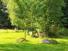  Blick in den Garten 