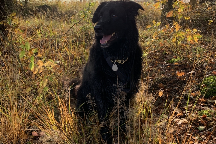 Unser Charly… der beste Freund.