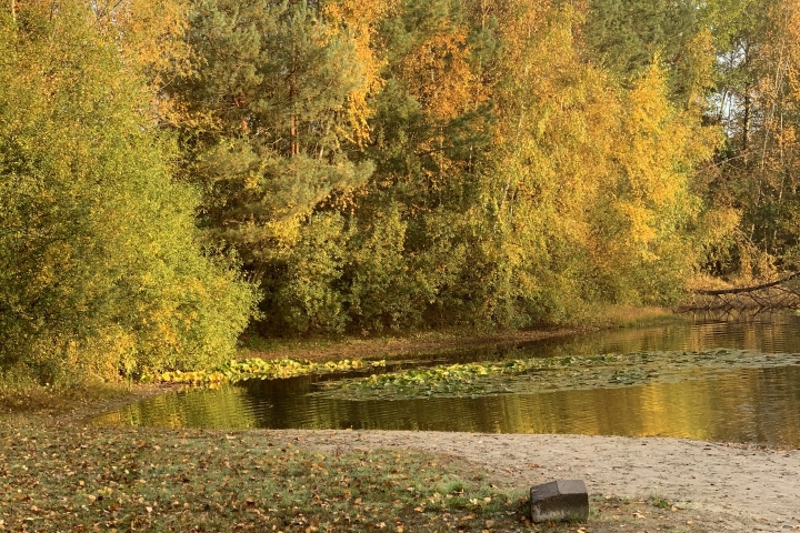 Unweit der Ferienwohnung befinden sich Teiche. Im Sommer laden sie zum Baden ein (da sehr flach für Hund und Pferd) und Seerosen zu bestaunen.