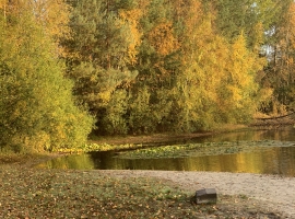 Unweit der Ferienwohnung befinden sich Teiche. Im Sommer laden sie zum Baden ein (da sehr flach für Hund und Pferd) und Seerosen zu bestaunen.