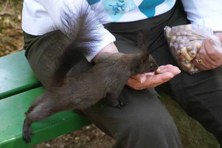 Raubtierfütterung im Kurpark