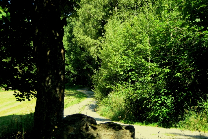 Waldwege nach allen Seiten...