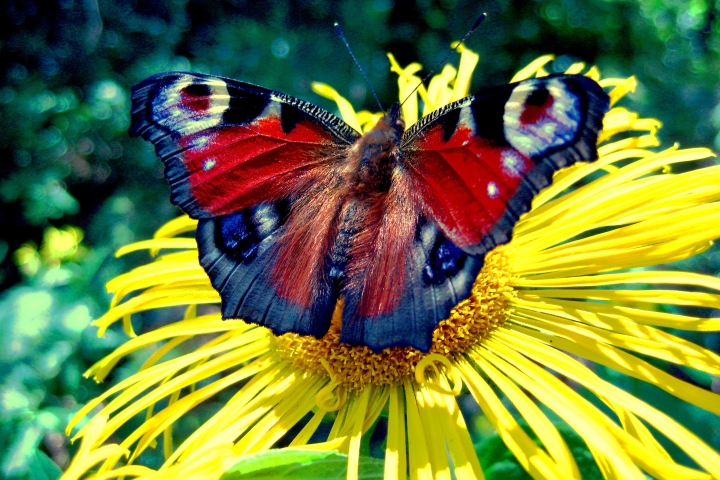 Tierleben ringsum...