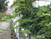 Foto 9