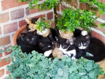 Foto 12