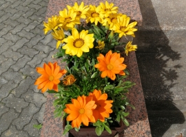 Foto 21