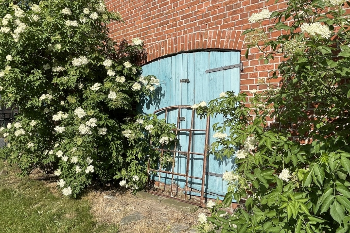 Holunderblüte am Stalltor